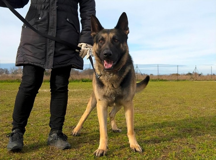 公认忠犬几种狗一旦养了余生心里只有你