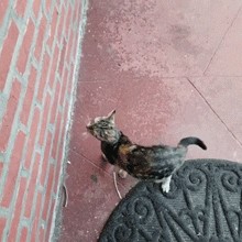 一怀孕猫听说她爱救助流浪猫于是就盯上了