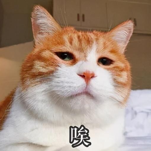 天气骤降！北方的猫：我们有暖气！南方的猫：我们有一身正气