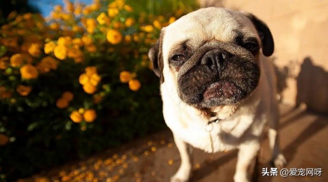 每天了解一种狗—巴哥犬