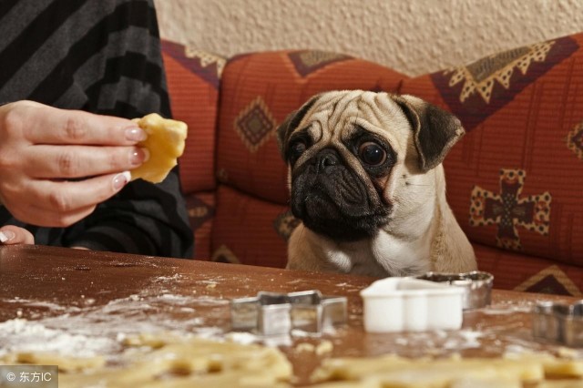 一个好的主人，绝不会喂巴哥犬吃的，7种食物！