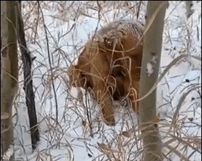 狗狗坚持拖着主人进树林拯救了一只金毛！主人激动落泪