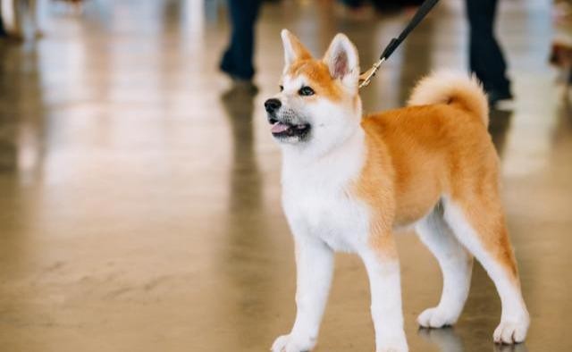 喜欢秋田犬的人很多可为何却很少人养呢这几点很难让人接受！