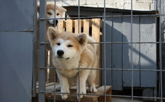 喜欢秋田犬的人很多可为何却很少人养呢这几点很难让人接受！