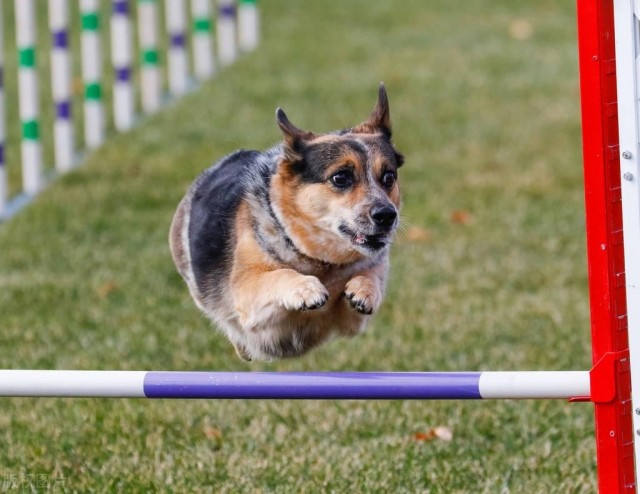 迷你长腿犬不他们是彭布罗克威尔士柯基犬！