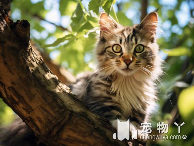 有了喵旺宠墅，猫猫会喜欢洗澡吗?